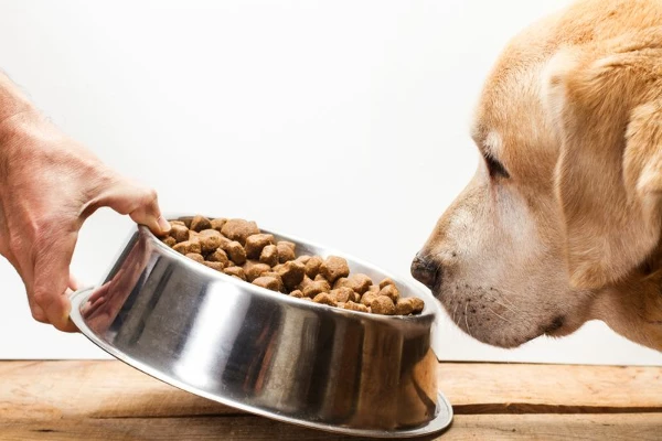 Global Dog and Cat Food Market to See Steady Growth with CAGR of +2.4% from 2023 to 2030